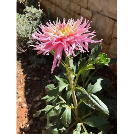 In Haus Tomica Comfortable *